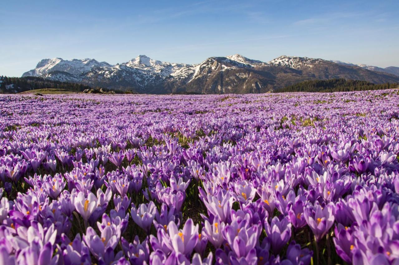 Koca Kronca - Velika Planina Stahovica Exteriér fotografie